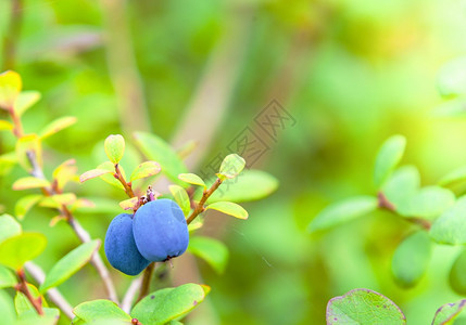 食物灌木丛上的新生有机蓝莓关闭灌木丛上的新生有机蓝莓栽培的水果图片