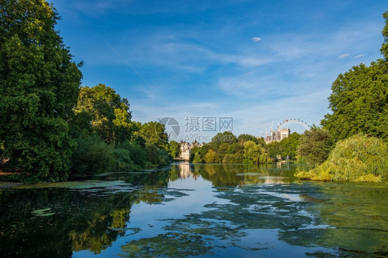 伦敦圣詹姆斯公园的美丽风景与伦敦之眼在美丽的夏季午后背景中举行盛宴欧洲野生动物黄色的图片