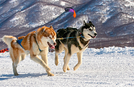 在雪中跑动的狗队堪察加在雪中跑动旅行运输图片