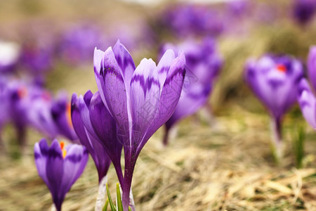 在山上草地CrocusSativus上生长的野红花蓝色丰富多彩绿色图片