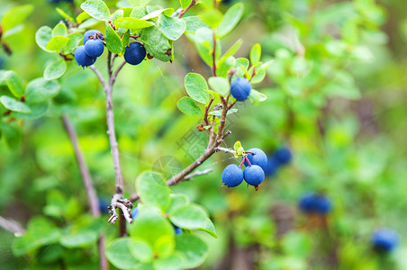灌木丛上新鲜的有机蓝莓越橘素食主义者浆果图片