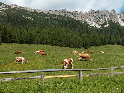 意大利多洛米人阿尔卑斯山的风光在牧场放奶牛草地针叶树图片