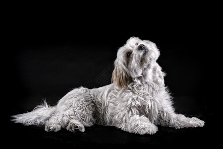 骑Bichon马耳他白头发狗在黑人背景面前抬头看望一种迷人的图片
