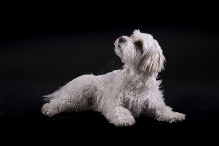肖像Bichon马耳他白头发狗在黑人背景面前抬头看望模糊喜悦图片