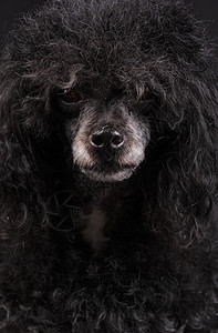 黑狗脸条肖像白鼻子和发型摆姿势好奇的标准图片