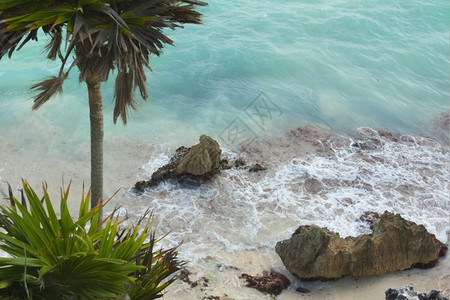 岛加勒比海滩的景象冲浪树图片
