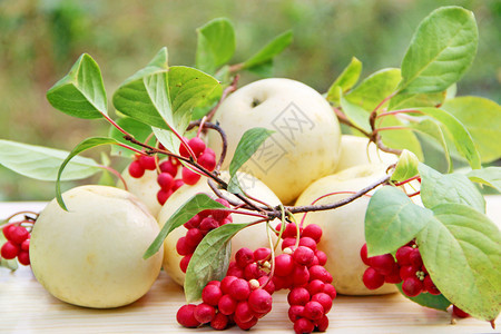 红五味子和白苹果静物与成熟的五味子和白苹果簇收获与成熟的水果和苹红五味子植物韩国五味子静物与成熟的五味子和苹果玉兰有机的杂货店图片