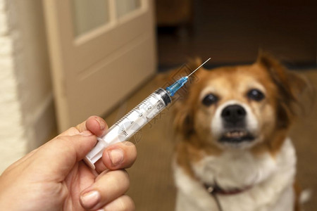 生病的治疗医带注射器和狗的手准备在背景上注射疫苗接种世界狂犬病日和宠物保健概念选择焦点药物带注射器和狗的手准备在背景上注射疫苗背景图片