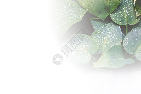 白色背景上五颜六的热带树叶组成创意布局带有复制空间的最小夏季异国情调概念文本特写的边框布置空间白色背景上五颜六的热带树叶制成创意图片