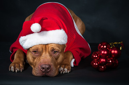 红色的明信片关心狗穿着Santarsquos服装的斗牛犬狗年黑色背景上的圣诞卡工作室照片狗圣诞贺卡图片