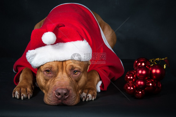 红色的明信片关心狗穿着Santarsquos服装的斗牛犬狗年黑色背景上的圣诞卡工作室照片狗圣诞贺卡图片