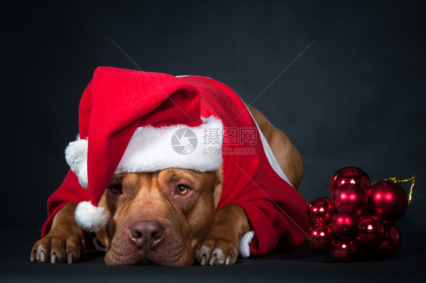 一种黑色的美丽狗穿着Santarsquos服装的斗牛犬狗年黑色背景上的圣诞卡工作室照片狗圣诞贺卡图片