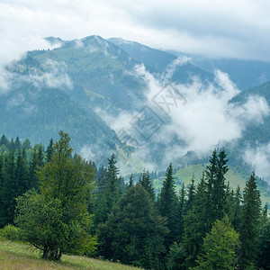 自然环境喀尔巴阡山脉乌克兰目的地和旅行背景富吉早晨风松树高地林Krpathian山图片