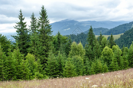 喀尔巴阡山乌克兰目的地和旅行背景富吉早晨风松树高地林Krpathian山林地假期冷杉图片