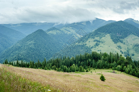 喀尔巴阡山乌克兰目的地和旅行背景富吉早晨风松树高地林Krpathian山美丽的徒步旅行云图片