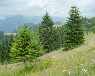 假期喀尔巴阡山乌克兰目的地和旅行背景富吉早晨风松树高地林Krpathian山绿色场景图片