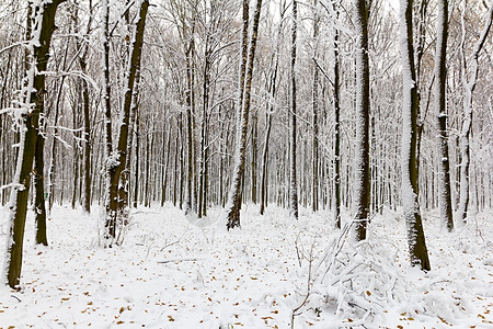 森林自然冬季圣诞节新年背景林地下雪积风景优美冬天季节图片