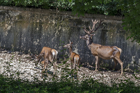 头发保加利亚索非红鹿和野外露营放风的雄红鹿与雌玫瑰后田或鹿和小场地欧洲的图片