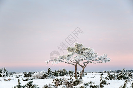 白雪皑纯度平原寒冷的柔动物之间冬季风景中的雪和霜冻松树图片