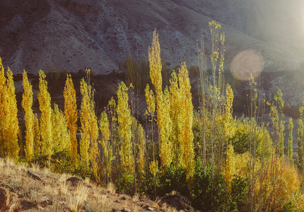 秋季黄色的树木图片