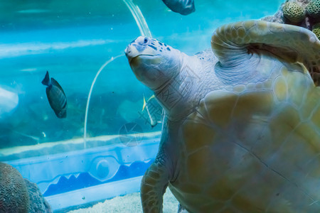 一只稀有海龟游过去打招呼时紧贴着绿海龟或山头的表情疯狂斑点游泳图片