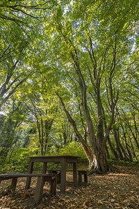 喘息丰富多彩的美丽森林中木板凳和桌椅供休息之用绿色图片
