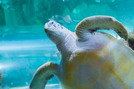 动物一个愤怒的绿海龟或白游过并打声招呼时经过迈达斯图片