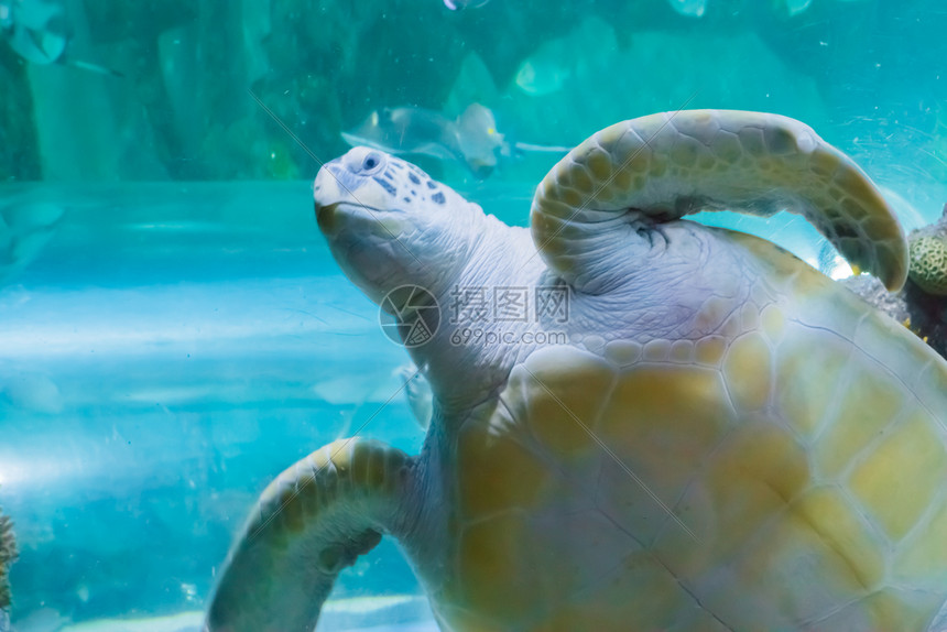 动物一个愤怒的绿海龟或白游过并打声招呼时经过迈达斯图片