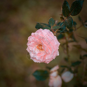 浪漫的明亮绽放粉红玫瑰花合上照片在瓣露水新鲜的概念图片