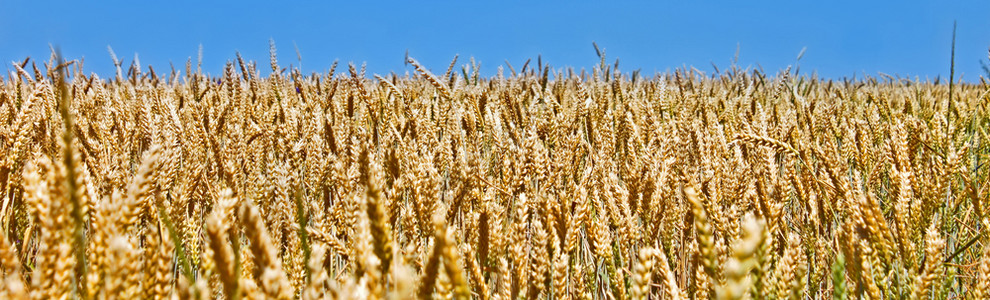 叶子景观夏季对蓝天采收前在黄小麦田开阔之前全景方位比率成熟图片