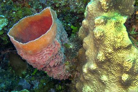 动物群古巴美国加勒比海珊瑚礁PlayaGiron荒野水利图片