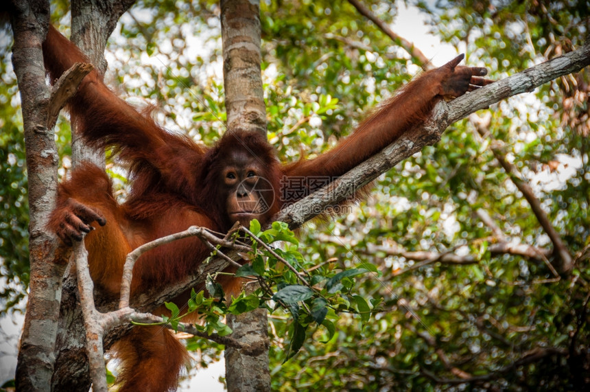 铀野生动物红毛猩坐在印度尼西亚婆罗洲的一棵树上红毛猩坐在公园的一棵树上TanjungPutingKalimantanBorneo图片