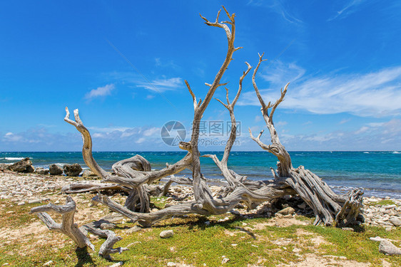 乡村的被洗净枯树倒在靠近蓝海的岸上欧洲漂移图片