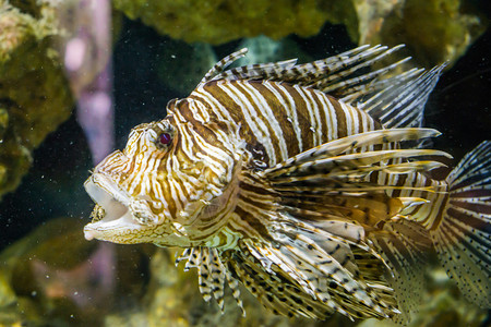 蜇伤尖峰脸一只狮子鱼在水族馆里张着嘴游来去的特写一条来自印度太平洋的有毒热带鱼图片