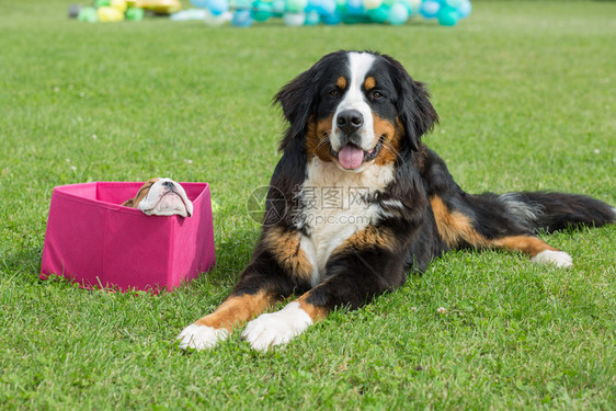 拉脱维亚城市普里库利Priekuli英语斗牛犬坐在粉红色盒子和黑白山狗2019年8月日犬类积极的宠物图片