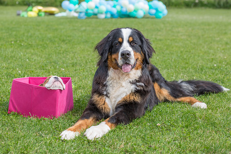 宠物动玩拉脱维亚城市普里库利Priekuli英语斗牛犬坐在粉红色盒子和黑白山狗2019年8月日图片