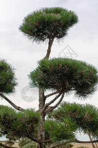 在一个精心设计的公园中顶层松树的种植花园设计季节修剪图片