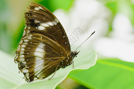 花蜜热带叶HypolimnasbolinajacinthaNYMPHALIDAE机翼宽508毫米向日葵图片