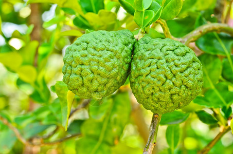 基弗亚洲草本植物树上的贝加莫特图片