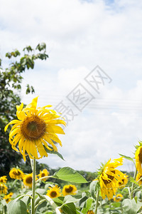 植物群种向日葵的开满了生长夏天图片