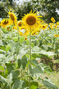 农业花园地球种植向日葵的开满了图片