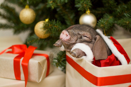 母猪玩具圣诞和新年贺卡礼物盒里有可爱的新生圣诞老人猪装饰年历冷杉背景假期冬季和庆祝概念圣诞和新年贺卡礼物盒里有可爱的新生圣诞老人图片