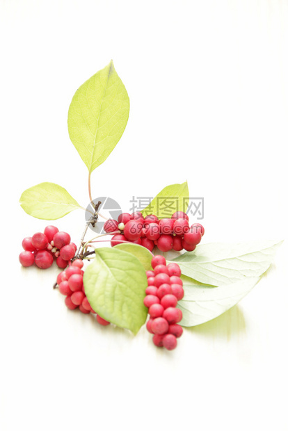 收成红五味子枝熟群有用植物作白色背景五味子植物果实五味子韩国红枝白色背景成熟五味子群食物红色的图片