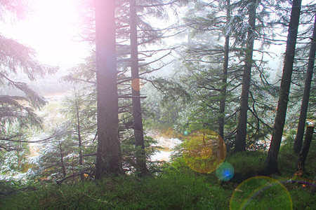 浓雾中的山林大云杉和阳光明媚的常绿森林木雾中的野针叶林冷杉木的朦胧景观大云杉和阳光明媚的常绿森林结石分支光线图片