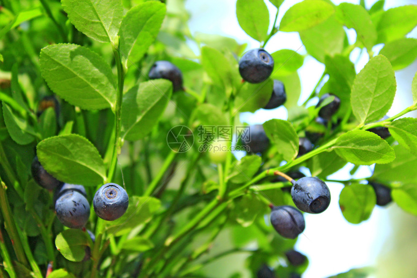 收成在森林中种植的莓Bilberrybush林中种植的蓝莓林中收获的百草莓树中收获的胡桃子木头蓝色的图片