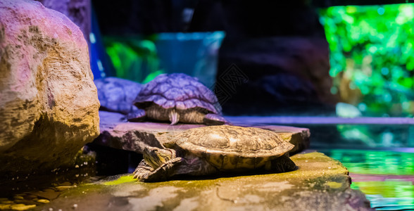 棕色的脚本在一块岩石上和背景中另外两个海龟一起躺着的片来自美洲的热带爬行动物海龟们隐翅目图片