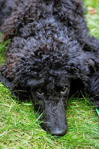 一只可爱的黑小狗肖像上面有绿色草坪的表情坐着脸眼睛图片