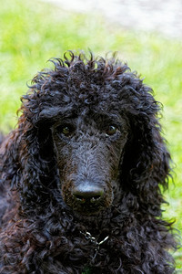 犬类眼睛自然一只可爱的黑小狗肖像上面有绿色草坪的表情图片