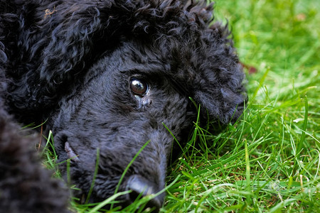 毛皮一只可爱的黑小狗肖像上面有绿色草坪的表情生物注意力图片