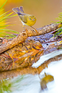 喙洗澡WillowWarblerPhylloscopustrochilus森林池塘地中海森林卡斯蒂利亚和莱昂西班牙欧洲保护图片